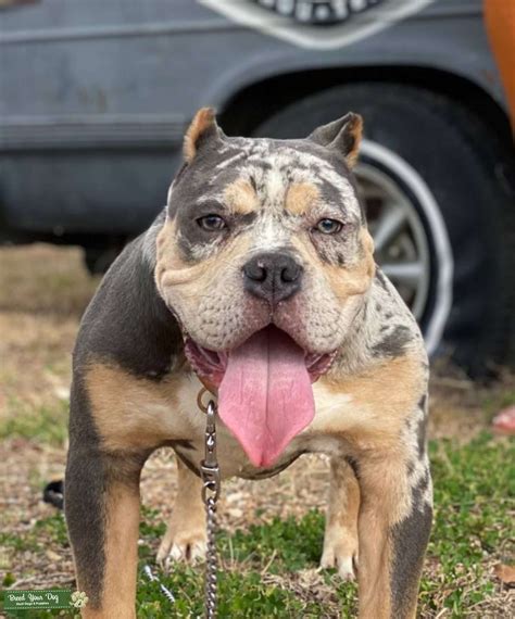 blue tri merle pocket bully|More.